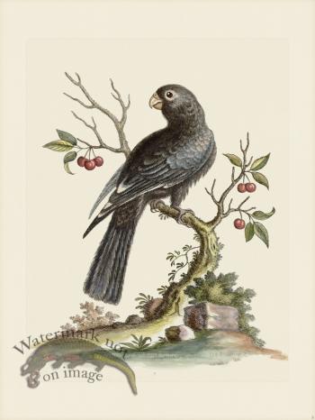 Edwards 005 Black Parrot